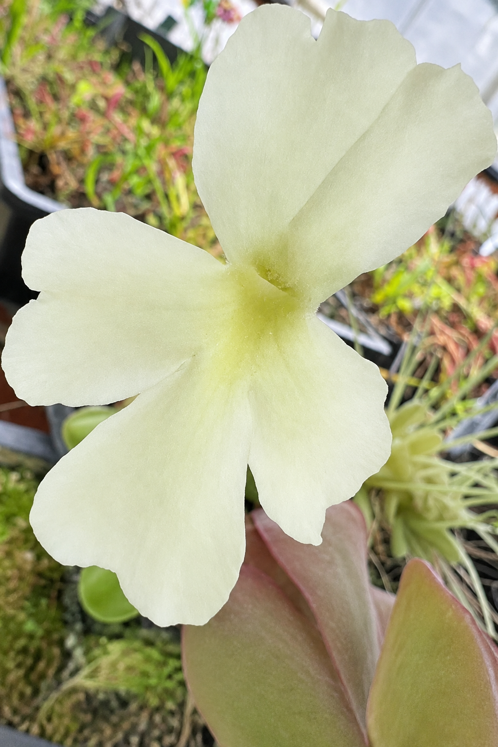 Cream-white flower of a Pinguicula 'BCP Golden Eye' butterwort