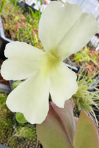 Cream-white flower of a Pinguicula 'BCP Golden Eye' butterwort
