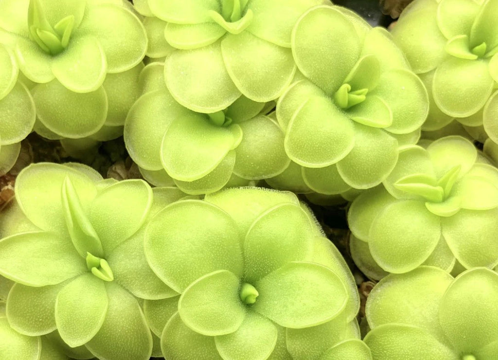 Pinguicula 'BCP Golden Eye' butterworts, bright lime-green rosettes seen from above