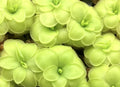 Pinguicula 'BCP Golden Eye' butterworts, bright lime-green rosettes seen from above