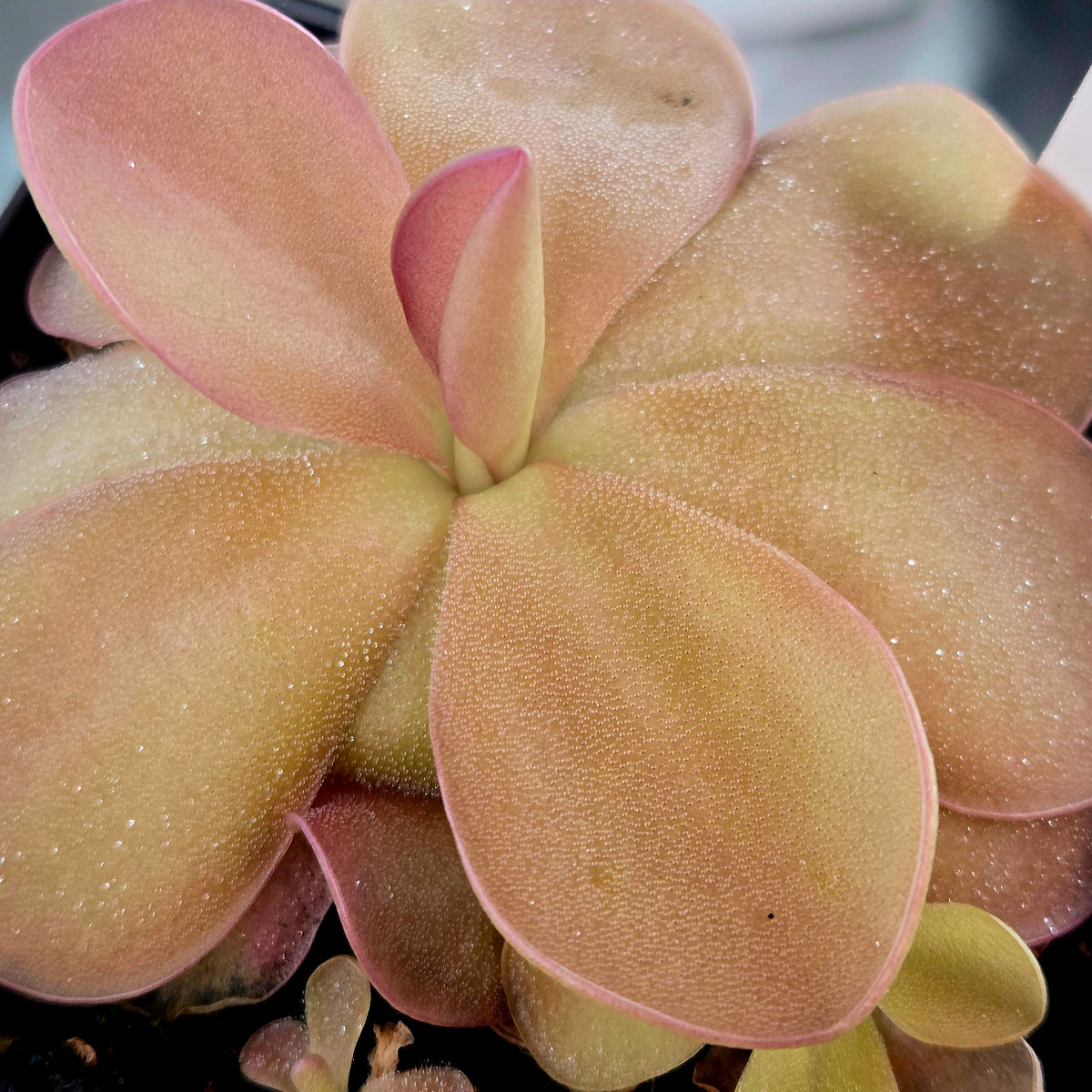 Close-up of the broad peach-pink leaves of a Pinguicula 'Blush' butterwort