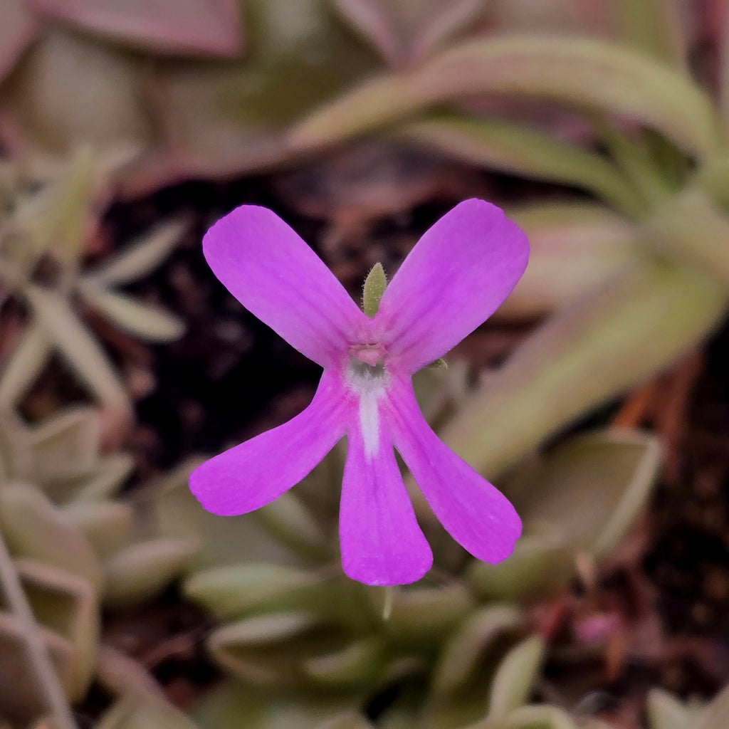 Magenta flower of a Pinguicula 'Blush' butterwort above its rosette