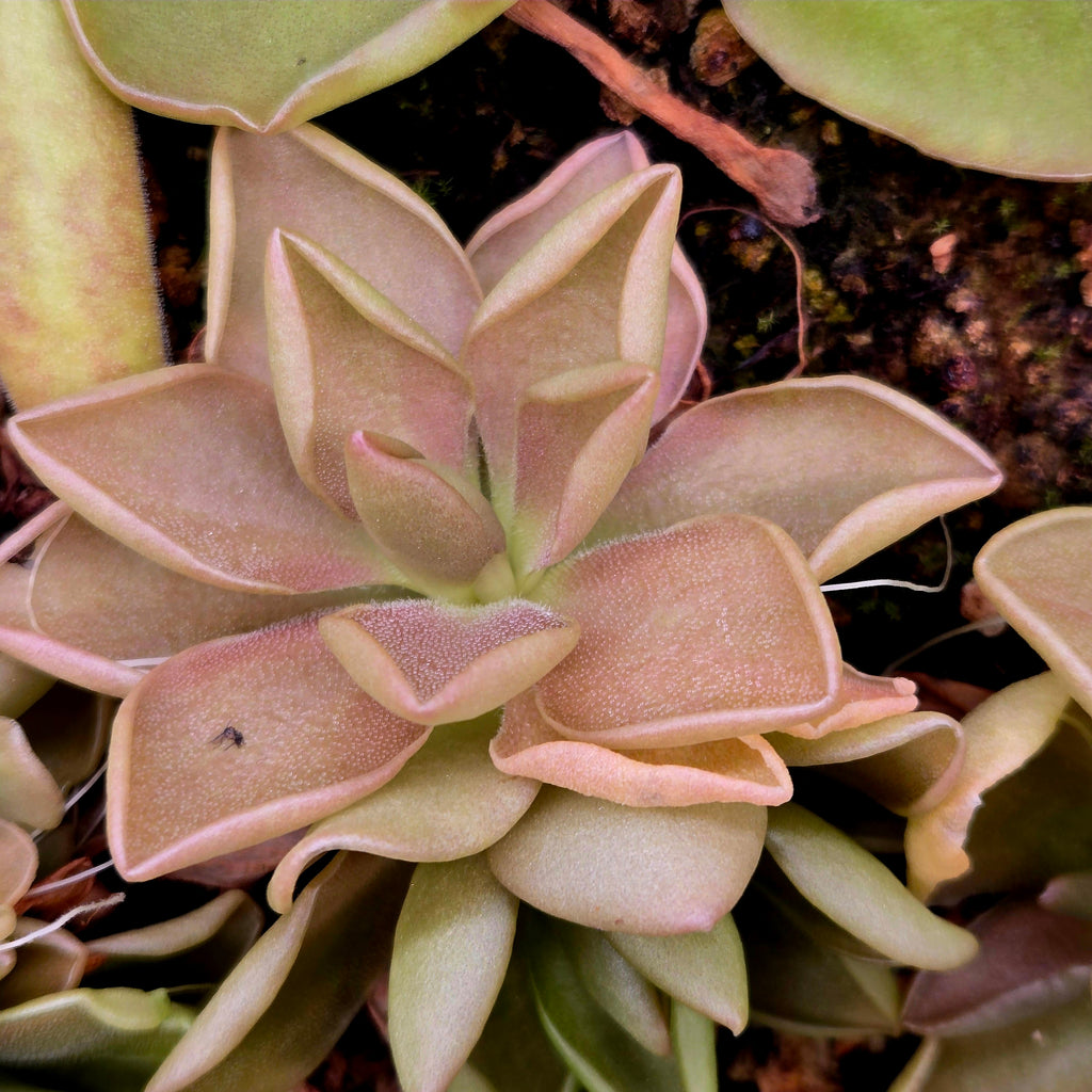 Pinguicula 'Blush' butterwort with pointed, rose-pink leaves edged in darker pink