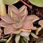 Pinguicula 'Blush' butterwort with pointed, rose-pink leaves edged in darker pink