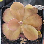 Pinguicula 'Blush' butterwort in a pot, broad peach-pink leaves seen from above
