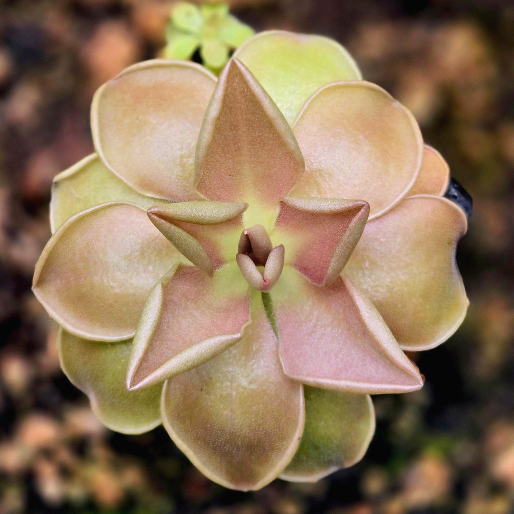 Pinguicula 'Blush' butterwort with rose-tinted leaves and pointed new growth in the centre