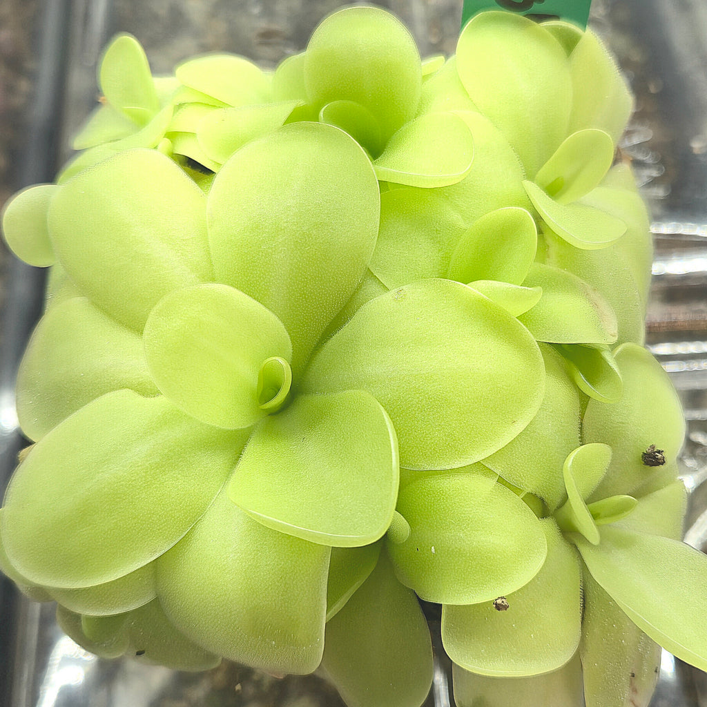 Cluster of bright green Pinguicula 'Bugbane' butterworts with small insects caught on the leaves