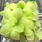 Cluster of bright green Pinguicula 'Bugbane' butterworts with small insects caught on the leaves