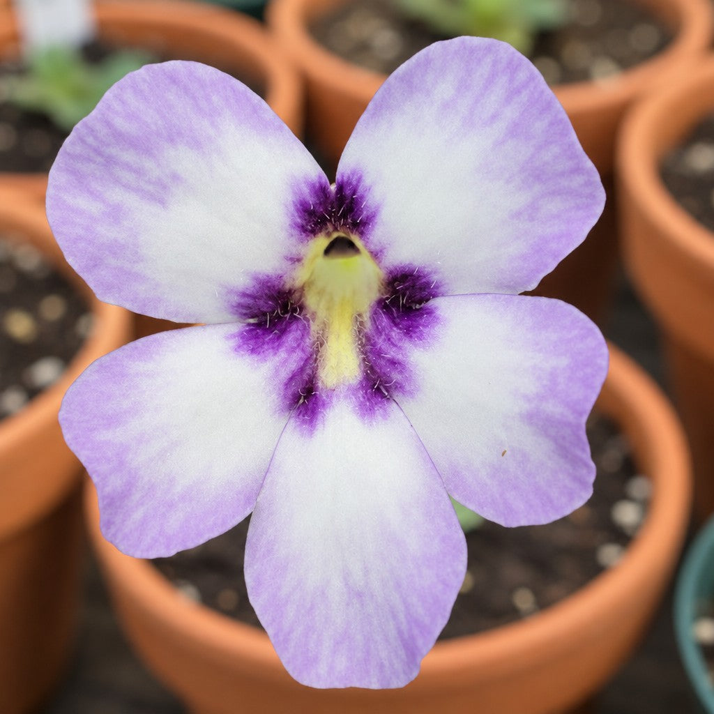 White and lilac flower with a dark purple centre on a Pinguicula 'Bugbane' butterwort