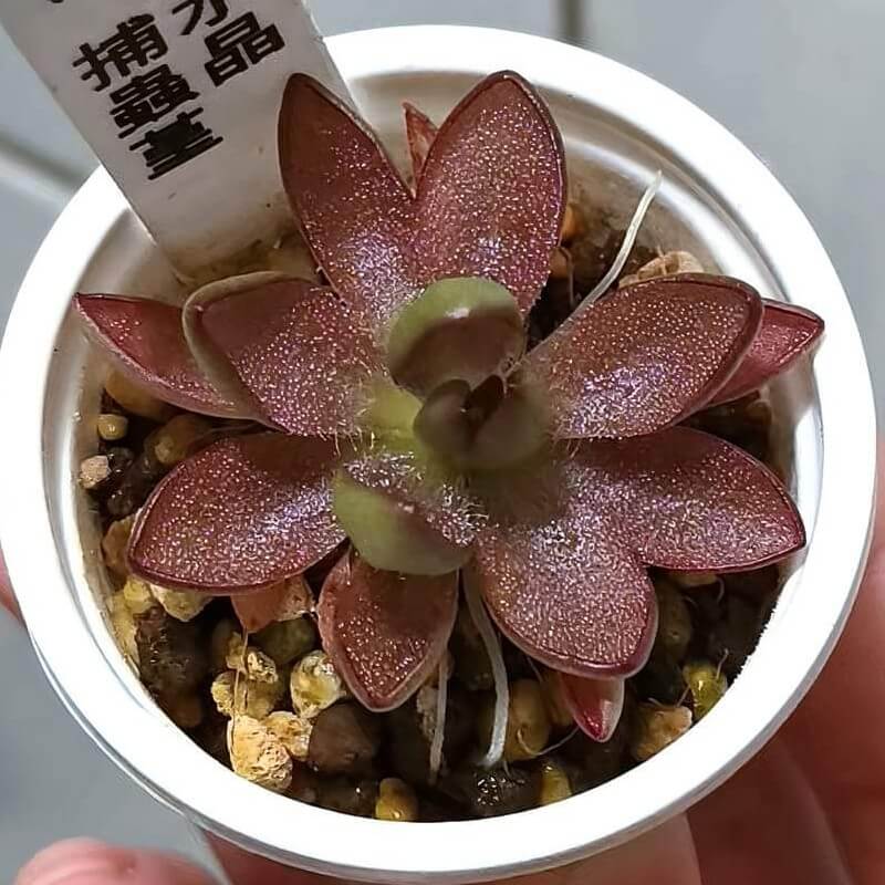Pinguicula 'BCP Crystal'