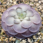 Pinguicula cyclosecta butterwort, a rosette of grey-green leaves edged in purple