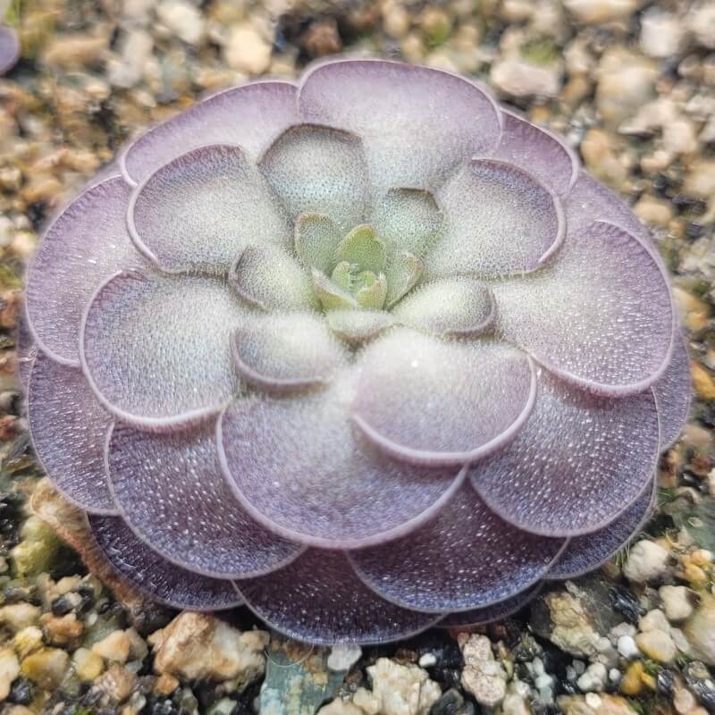 Pinguicula cyclosecta
