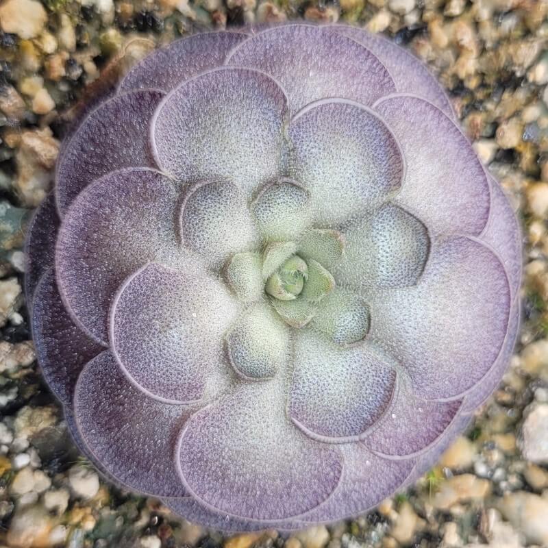 Pinguicula cyclosecta