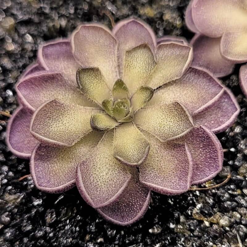 Pinguicula cyclosecta