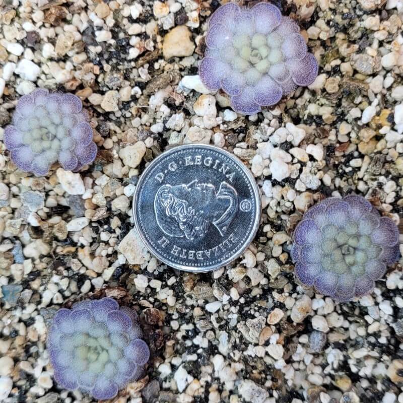Four small Pinguicula cyclosecta butterworts around a coin for scale