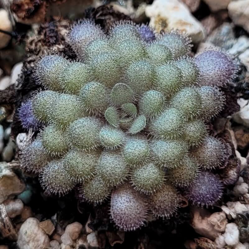 Pinguicula cyclosecta butterwort in a tight winter rosette of small fuzzy leaves