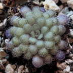 Pinguicula cyclosecta butterwort in a tight winter rosette of small fuzzy leaves