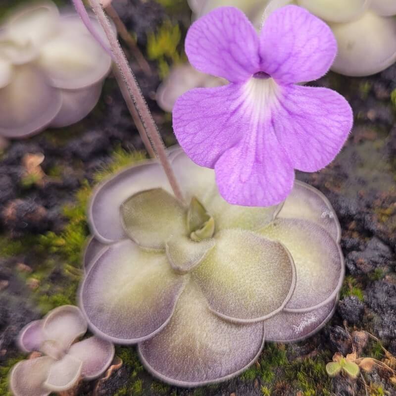 Pinguicula cyclosecta