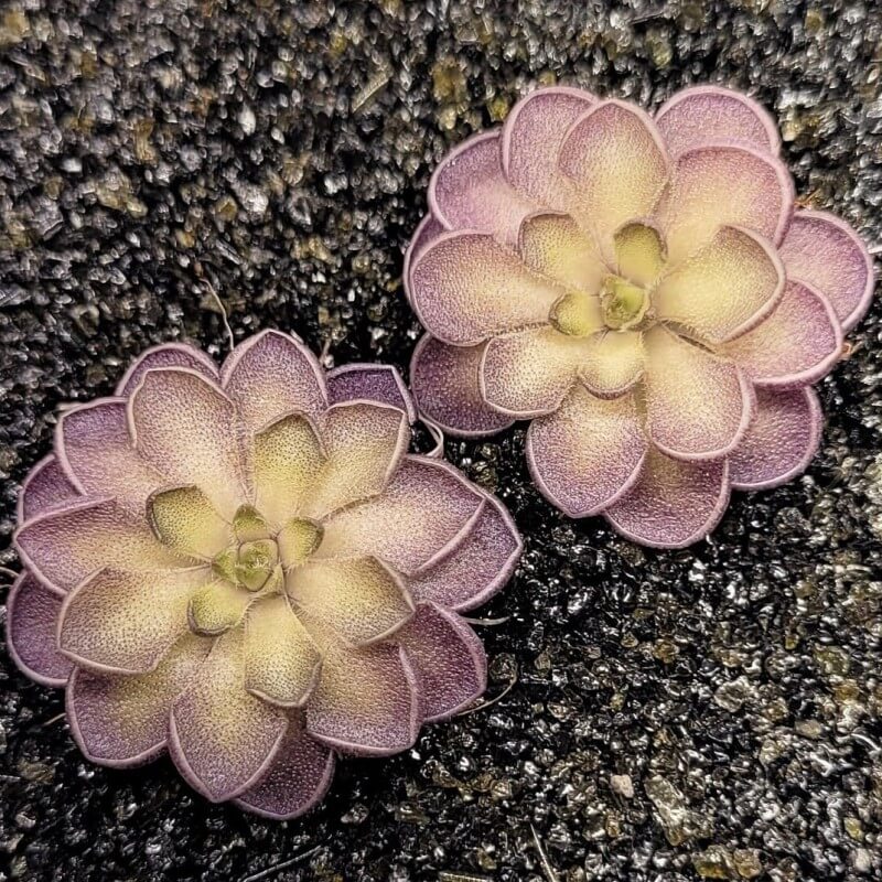Two Pinguicula cyclosecta butterworts with pink-purple leaf edges and yellow-green centres