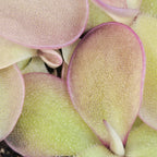 Macro view of a Pinguicula 'Dusky Heart' butterwort leaf with a purple margin and fine sticky glands