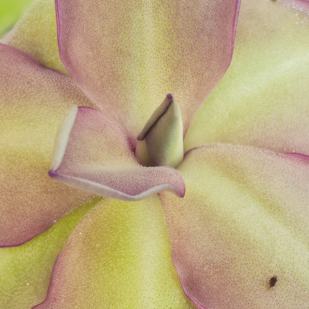 Close-up of the centre of a Pinguicula 'Dusky Heart' butterwort with notched, pink-edged leaves