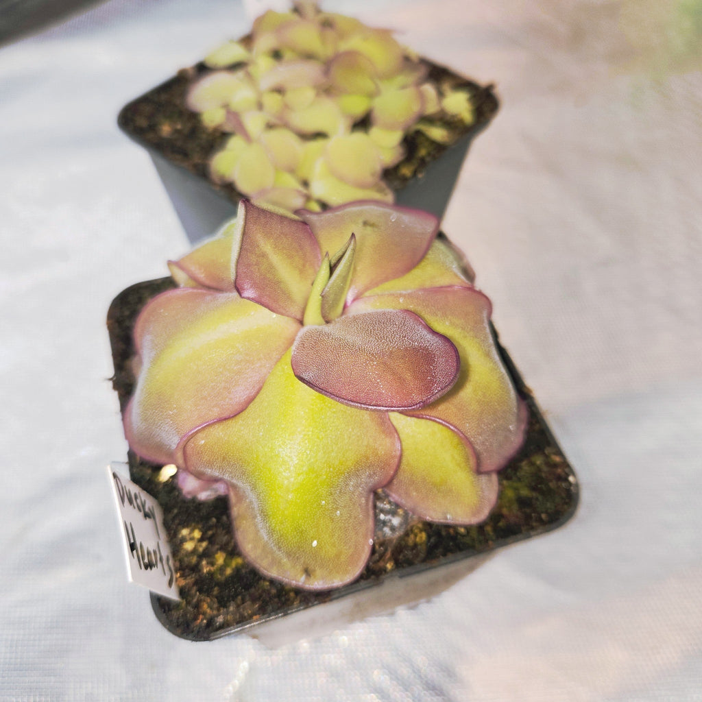 Pinguicula 'Dusky Heart' butterwort in a nursery pot beside a pot of young plants