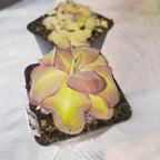 Pinguicula 'Dusky Heart' butterwort in a nursery pot beside a pot of young plants