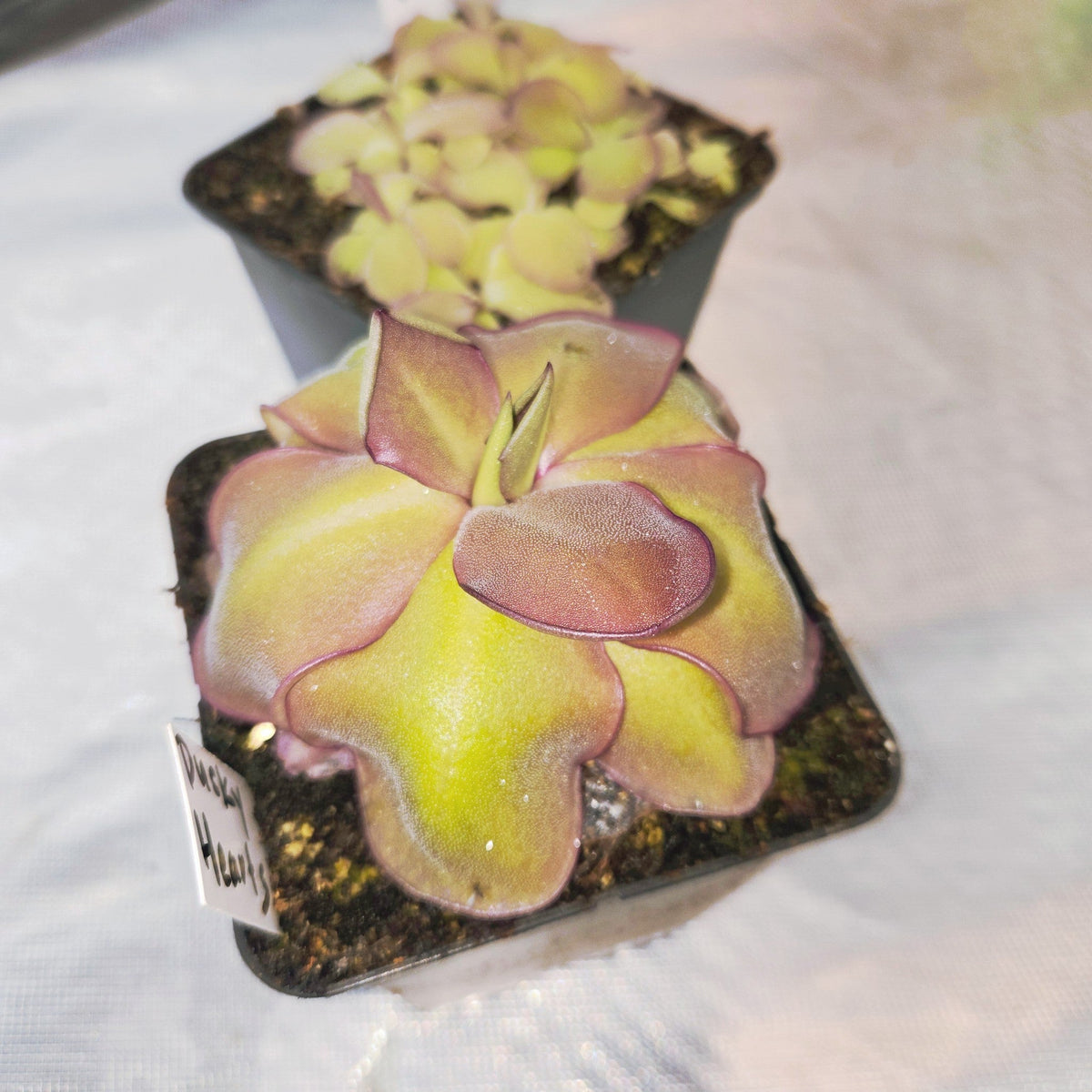 Pinguicula 'Dusky Heart' butterwort in a nursery pot beside a pot of young plants