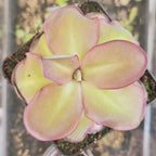 Pinguicula 'Dusky Heart' butterwort seen from above, heart-shaped yellow-green leaves edged in purple-pink