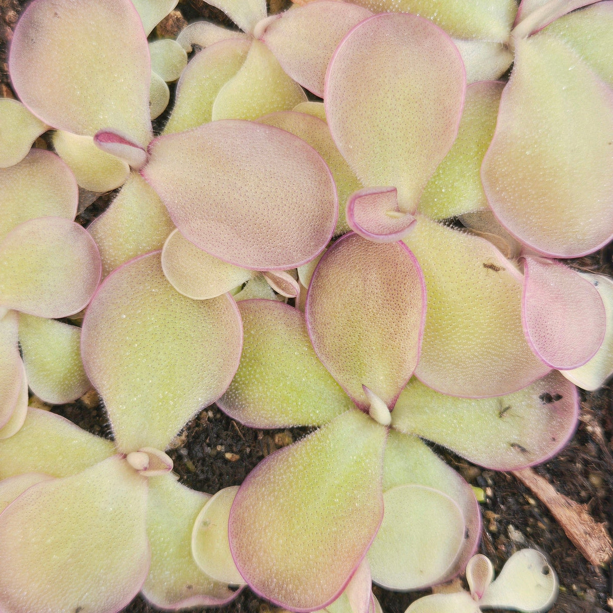 Young Pinguicula 'Dusky Heart' butterworts with small heart-shaped, pink-rimmed leaves