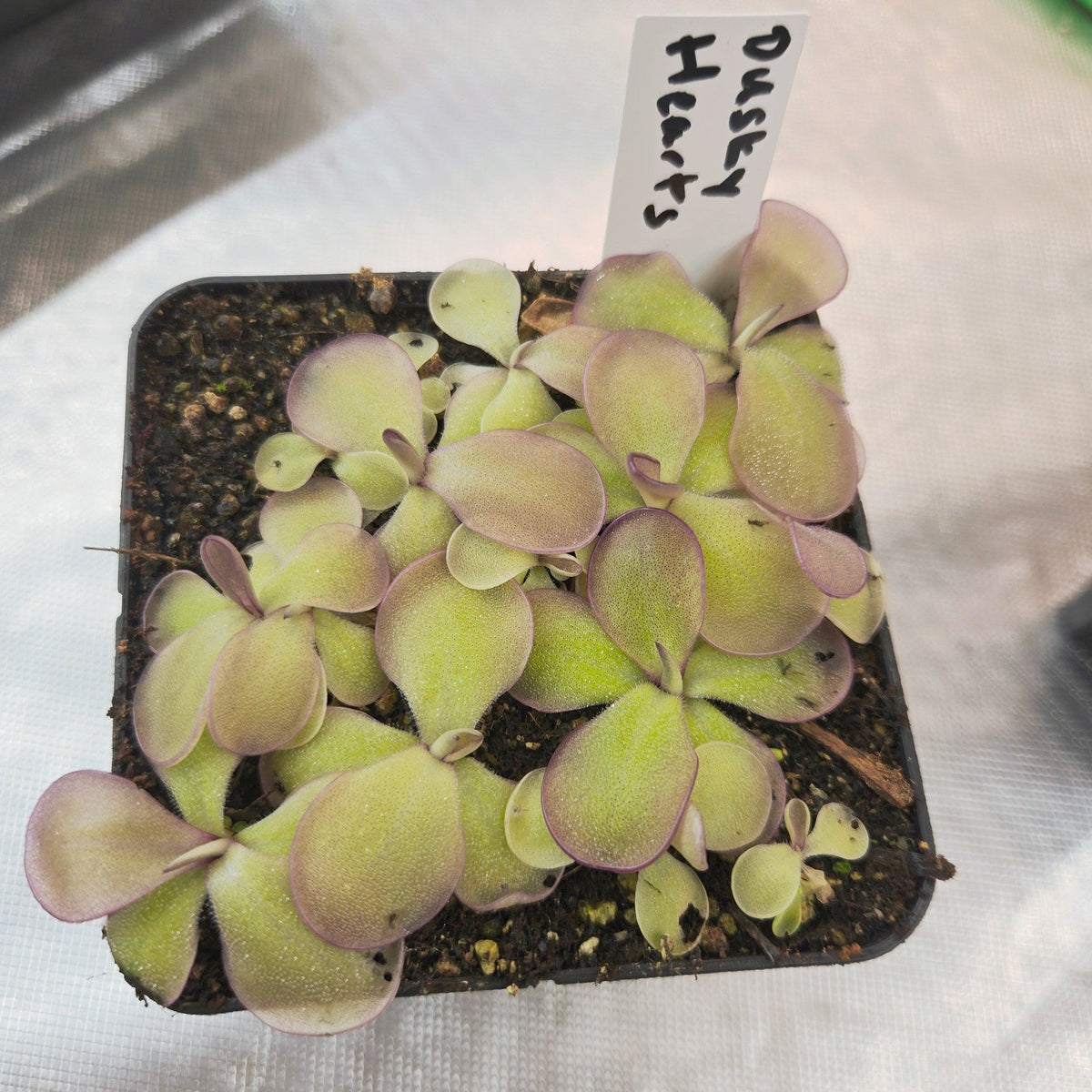 Pot of young Pinguicula 'Dusky Heart' butterworts with a handwritten label