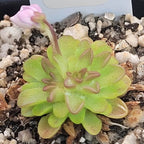 Miniature green Pinguicula ehlersiae x immaculata butterwort with a flower bud