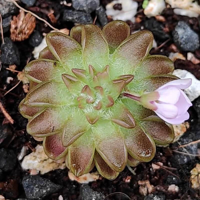 Pinguicula ehlersiae x immaculata butterwort, a star-shaped rust-brown rosette with a pale pink flower