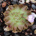Pinguicula ehlersiae x immaculata butterwort, a star-shaped rust-brown rosette with a pale pink flower