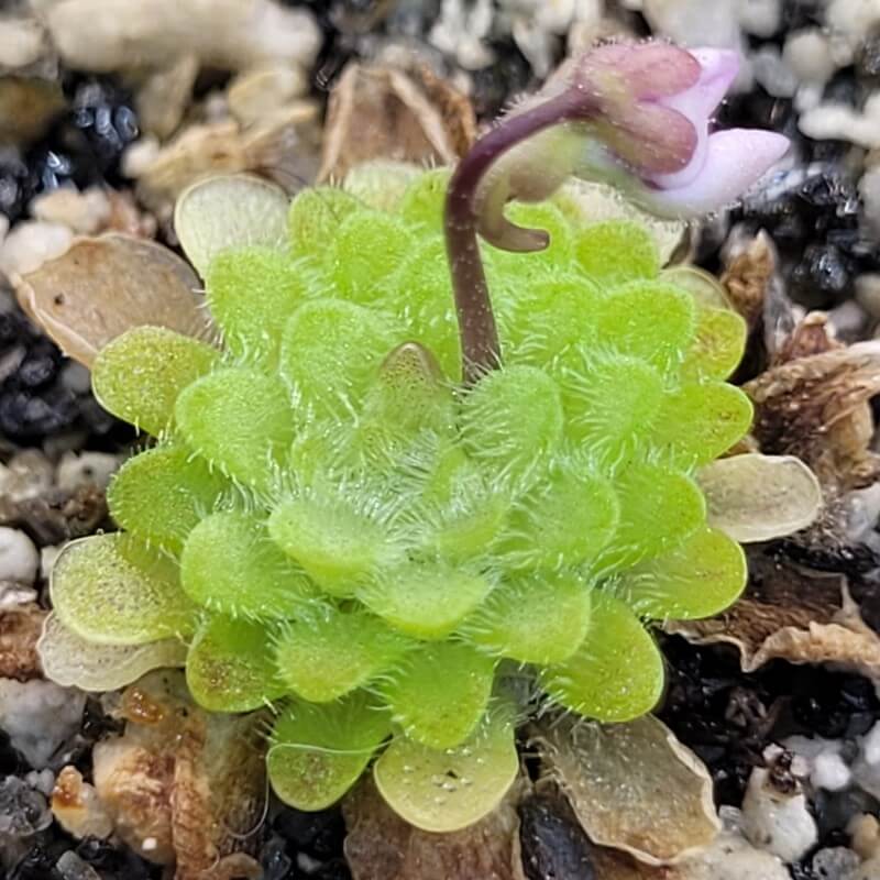 Pinguicula ehlersiae x immaculata