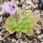 Pinguicula ehlersiae x immaculata butterwort with a pale pink flower above a compact green star