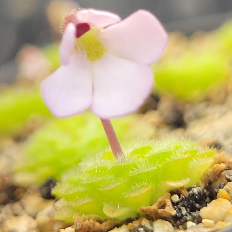Close-up of the pale pink flower of a Pinguicula ehlersiae x immaculata butterwort