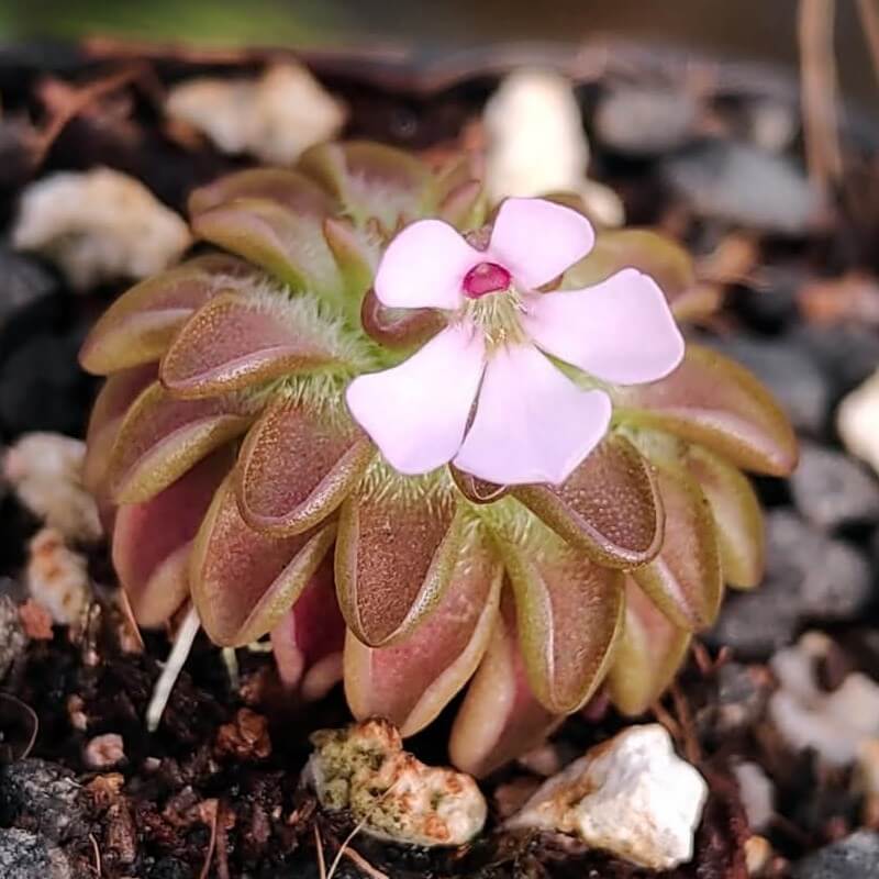 Squat light pink flower on a rust-coloured Pinguicula ehlersiae x immaculata butterwort