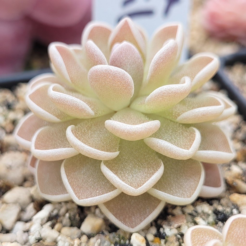 Pinguicula ehlersiae 'Ixmiquilpan' butterwort with pink-flushed leaves and white margins