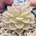 Pinguicula ehlersiae 'Ixmiquilpan' butterwort with pink-flushed leaves and white margins