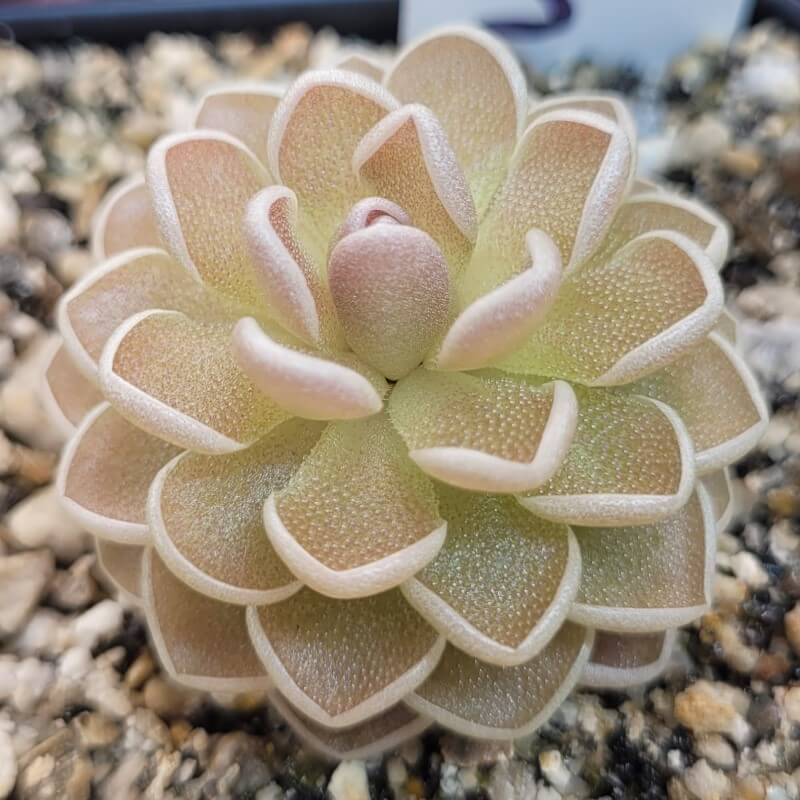 Pinguicula ehlersiae 'Ixmiquilpan' butterwort seen at an angle, layered pointed leaves
