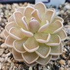 Pinguicula ehlersiae 'Ixmiquilpan' butterwort seen at an angle, layered pointed leaves