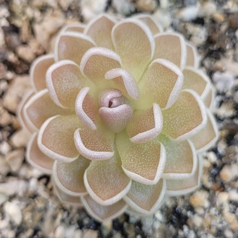 Pinguicula ehlersiae 'Ixmiquilpan'