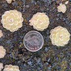 Tiny Pinguicula ehlersiae 'Ixmiquilpan' butterworts around a coin for scale