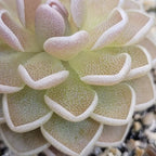 Close-up of the pink, dewy leaves of a Pinguicula ehlersiae 'Ixmiquilpan' butterwort