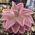 Side view of a pink Pinguicula ehlersiae x mesophytica butterwort with pointed, curled leaves