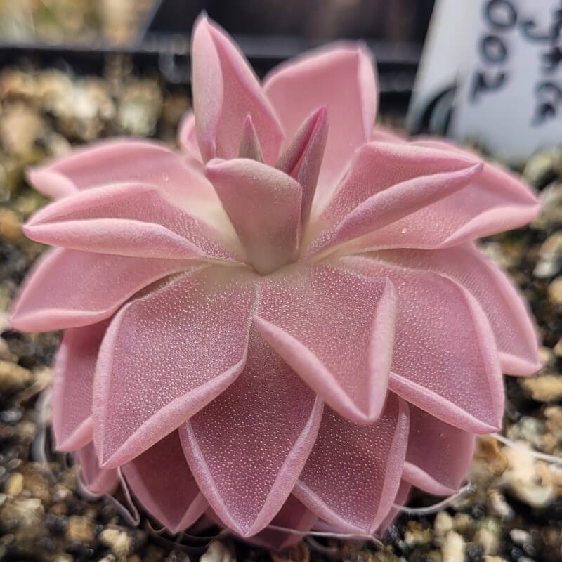 Pinguicula ehlersiae x mesophytica (clone #002)