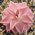 Pinguicula ehlersiae x mesophytica butterwort, a light pink star-shaped rosette with pointed leaves