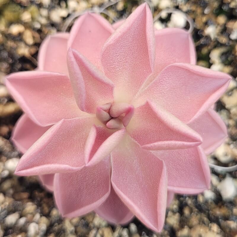 Pinguicula ehlersiae x mesophytica butterwort seen from above, a soft pink star