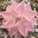 Pinguicula ehlersiae x mesophytica butterwort seen from above, a soft pink star